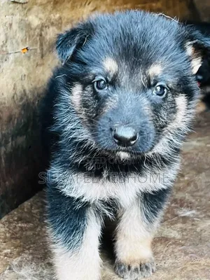 1-3 months Male Purebred German Shepherd