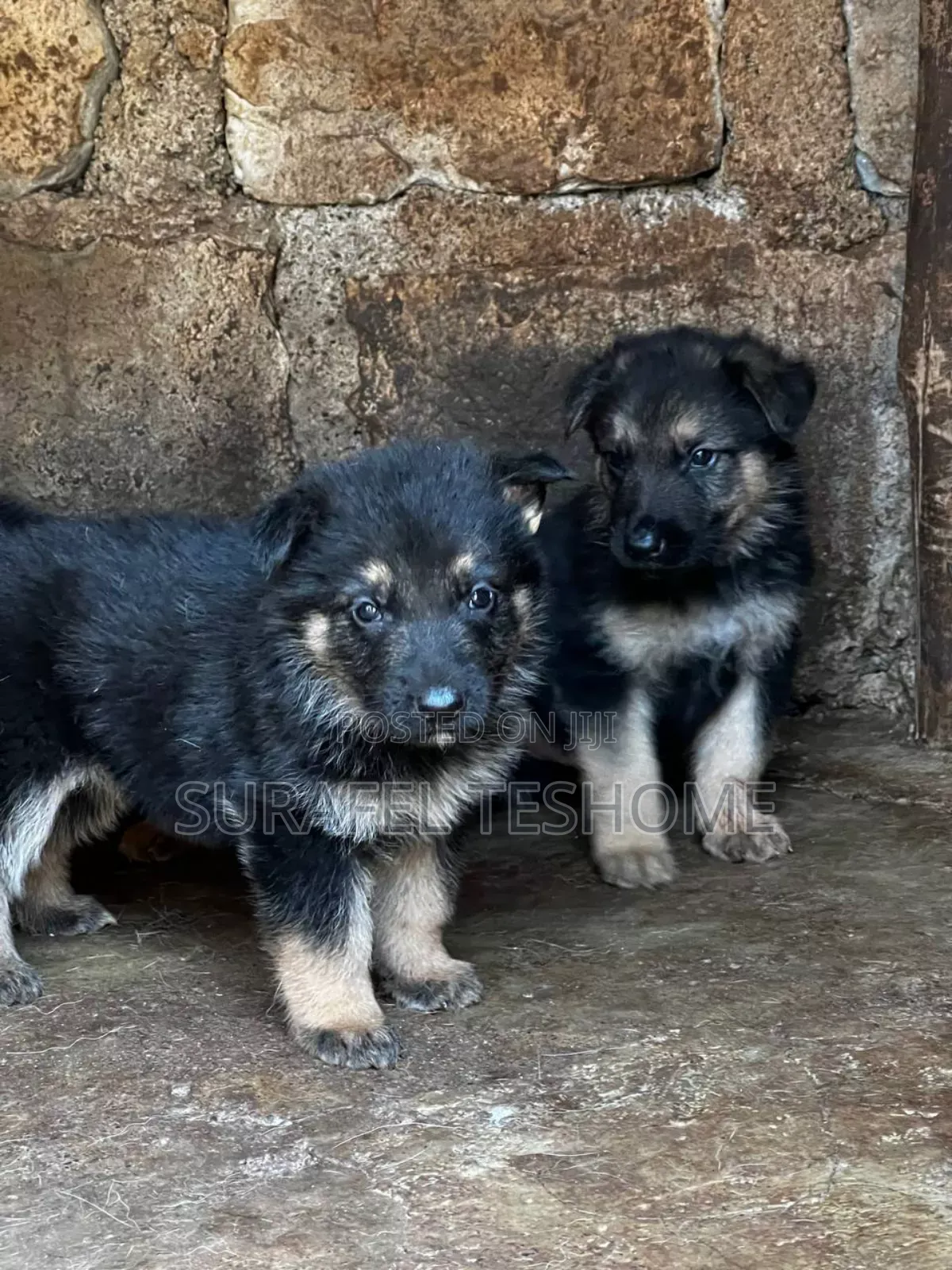 1-3 months Male Purebred German Shepherd