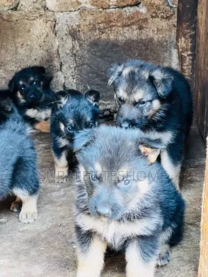 1-3 months Male Purebred German Shepherd
