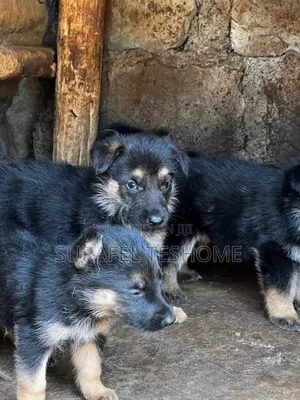 1-3 months Male Purebred German Shepherd