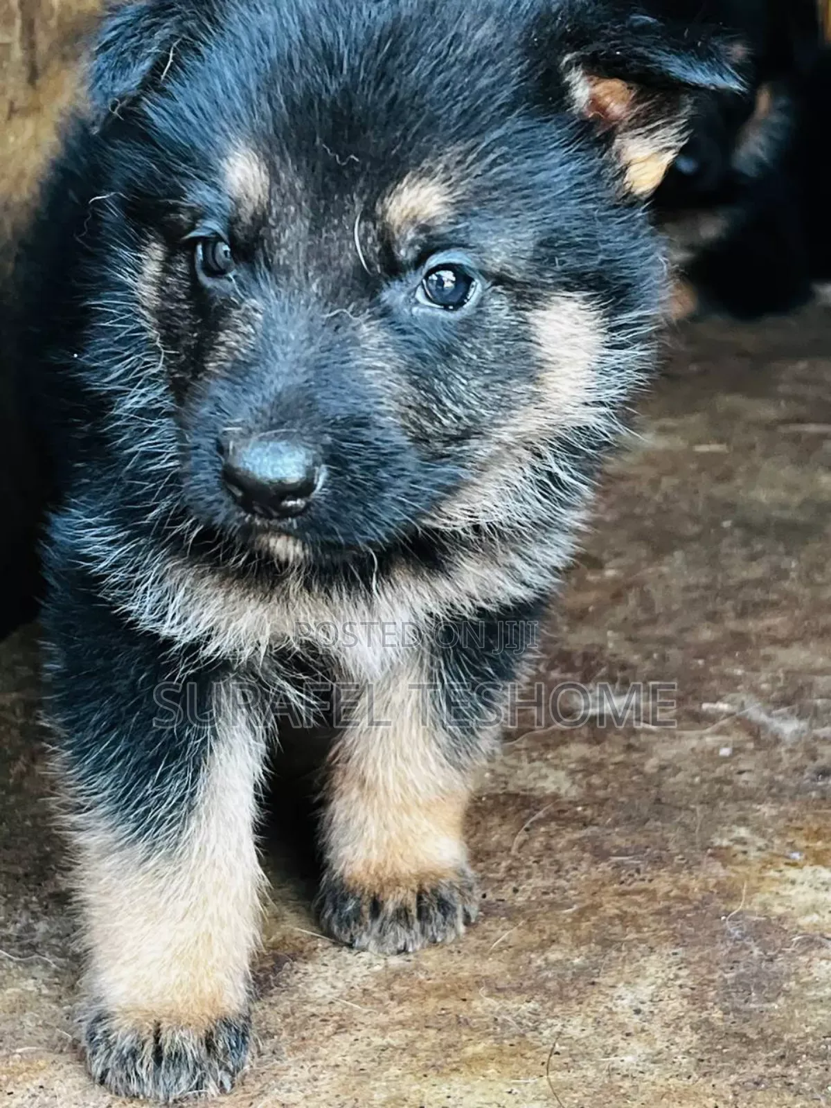 1-3 months Male Purebred German Shepherd
