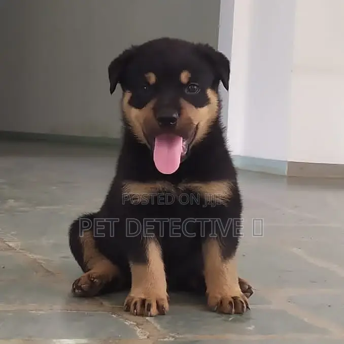 1-3 months Male Purebred German Shepherd