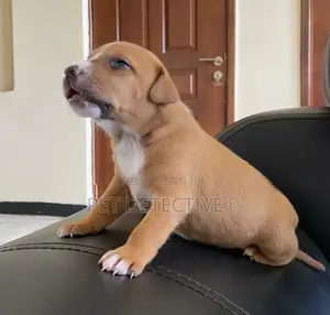1-3 months Male Purebred American Pit Bull Terrier