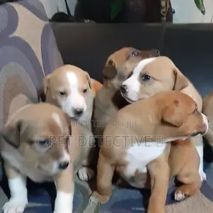 1-3 months Male Purebred American Pit Bull Terrier