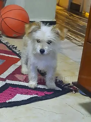 1-3 months Male Purebred Maltese