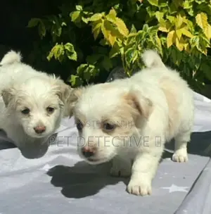 1-3 months Male Purebred Maltese