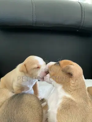 1-3 months Male Purebred American Pit Bull Terrier
