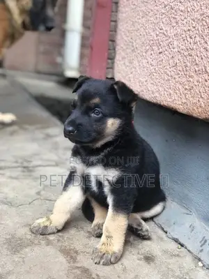 1-3 months Male Purebred German Shepherd