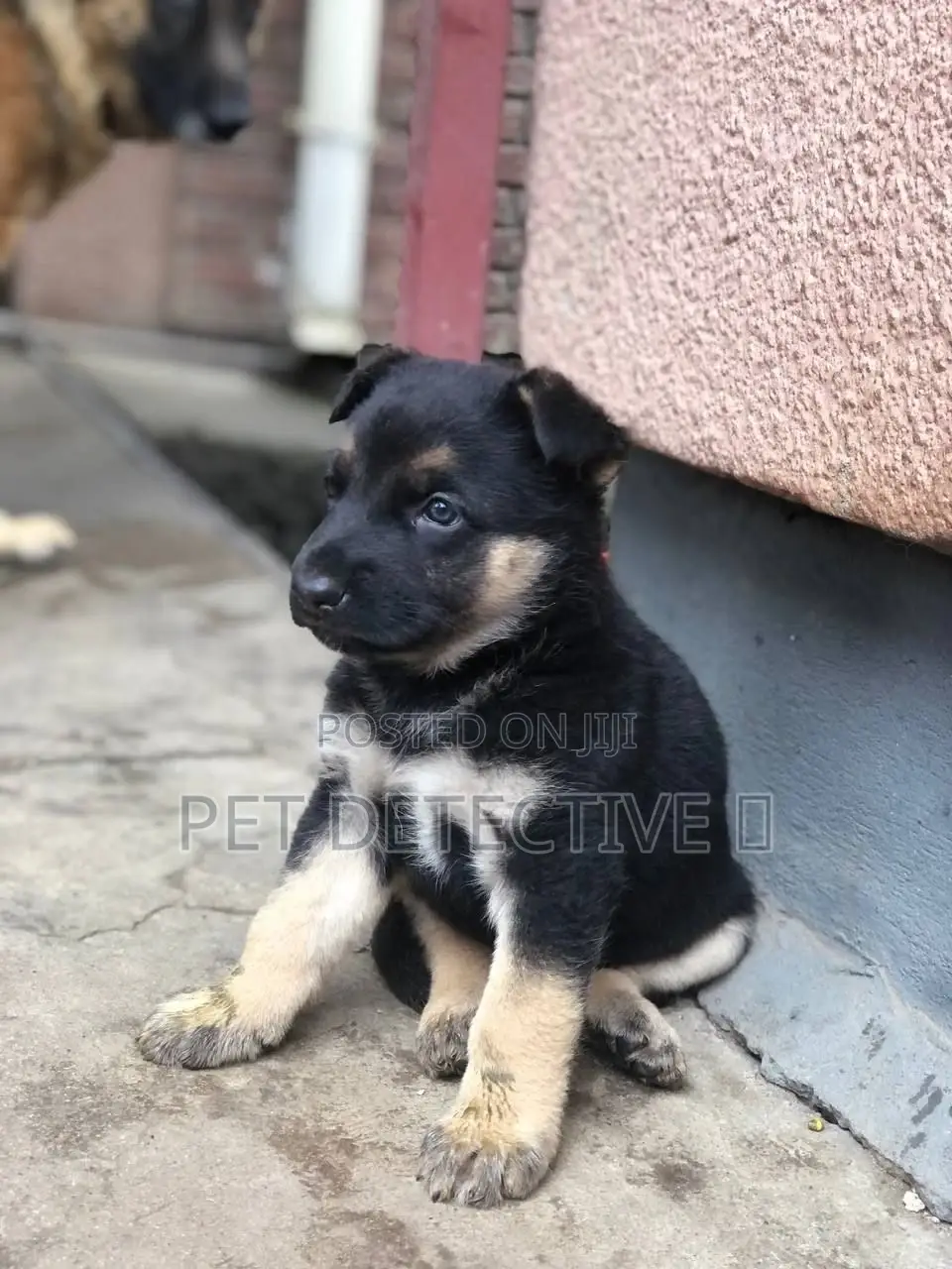 1-3 months Male Purebred German Shepherd