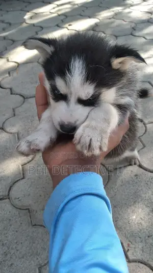 1-3 months Male Purebred Siberian Husky