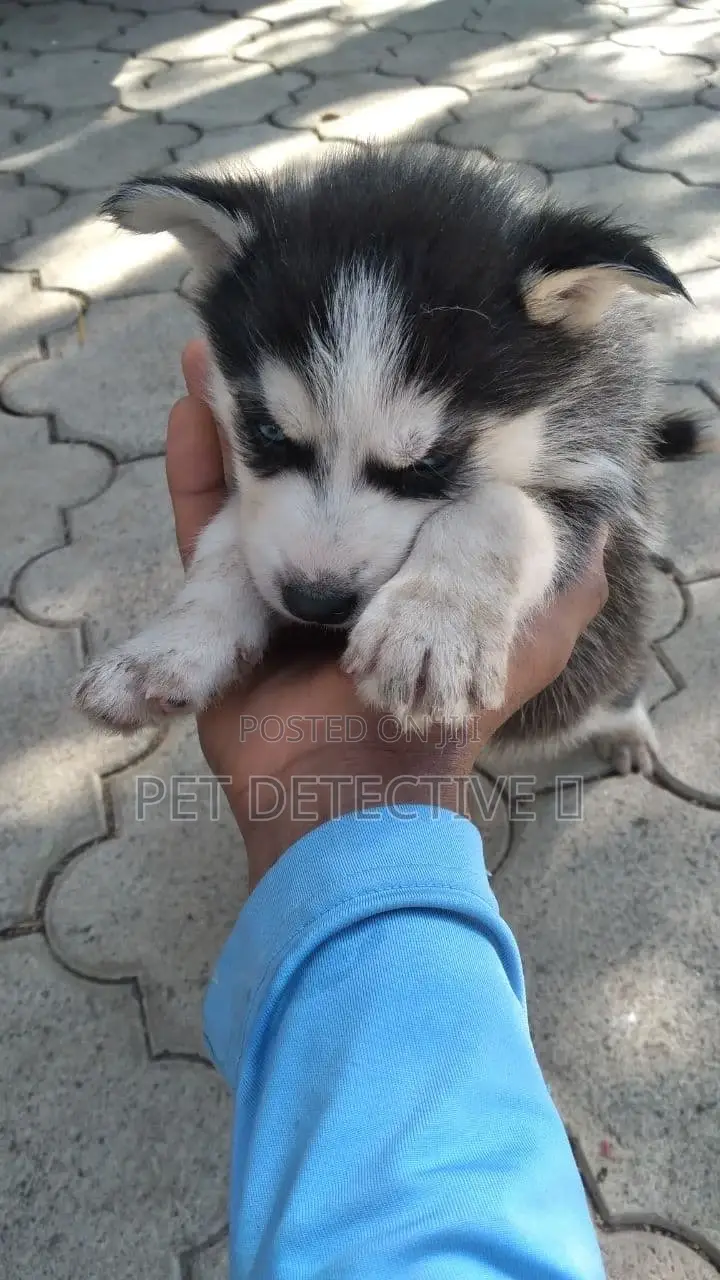 1-3 months Male Purebred Siberian Husky
