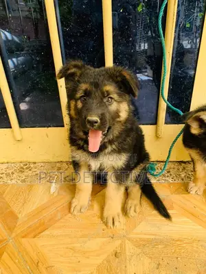 1-3 months Male Purebred German Shepherd