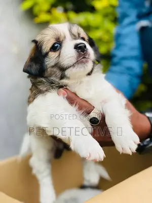 1-3 months Male Purebred Maltese