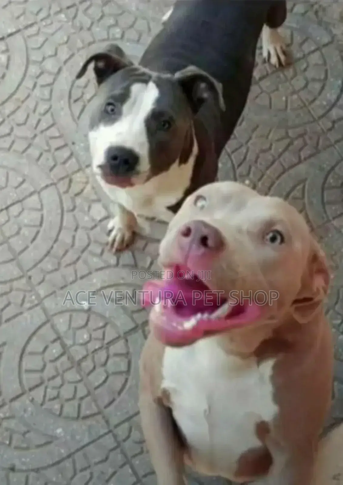 1-3 months Male Purebred American Pit Bull Terrier