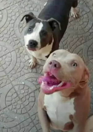 1-3 months Male Purebred American Pit Bull Terrier