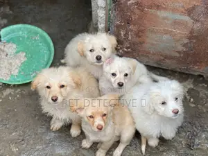 1-3 months Male Purebred Maltese