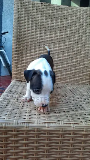 1-3 months Female Purebred American Pit Bull Terrier