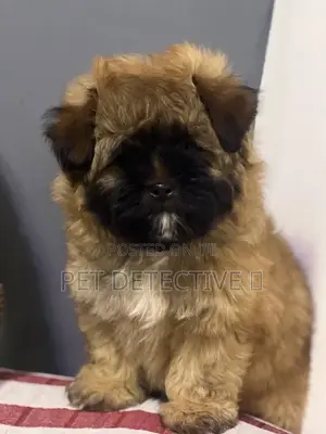 1-3 months Female Purebred Maltese