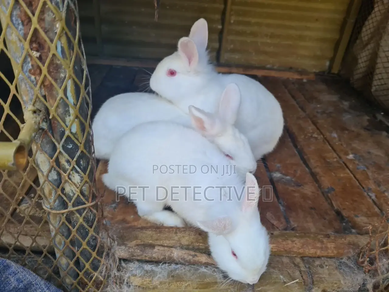 Rabbit (Bunny)