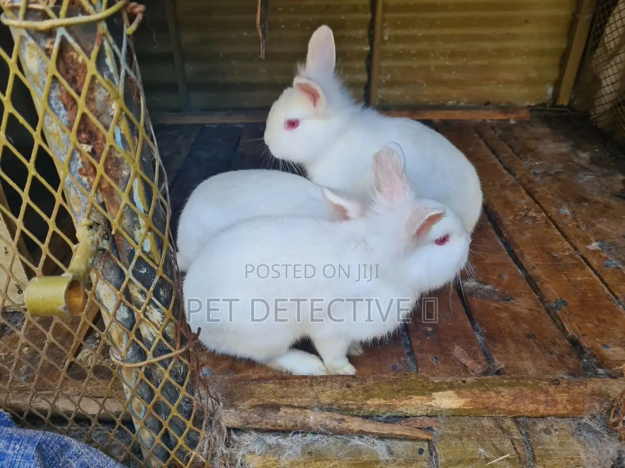 Rabbit (Bunny)