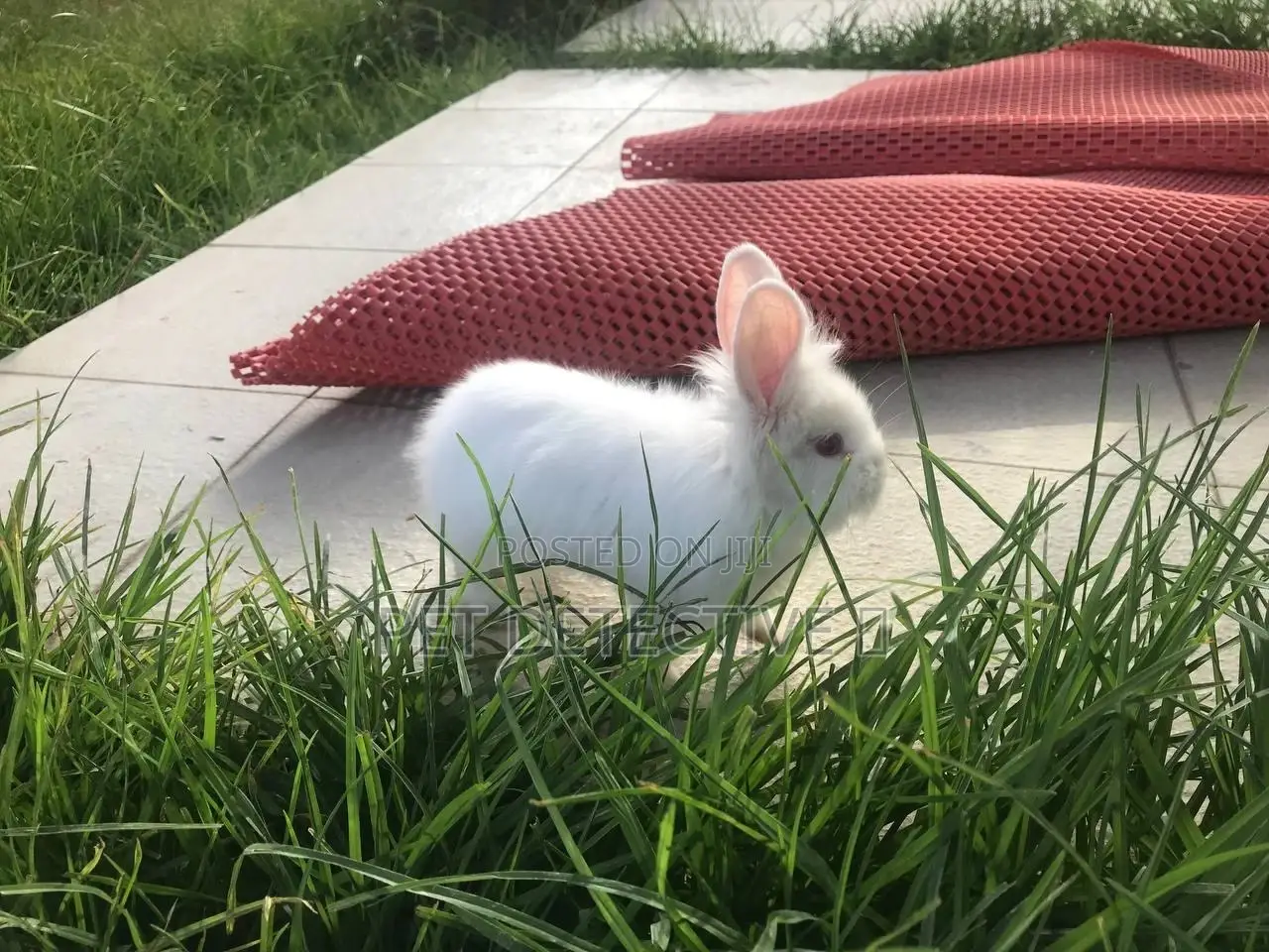 Rabbit  (Bunny)