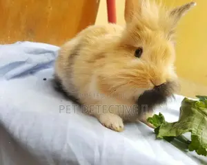 Rabbit  Bunny