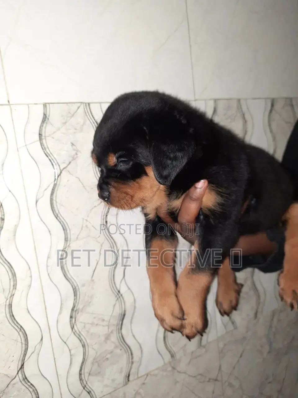 1-3 months Female Purebred Doberman Pinscher