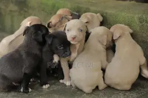 1-3 months Male Purebred American Pit Bull Terrier