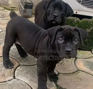 1-3 months Male Purebred Great Dane