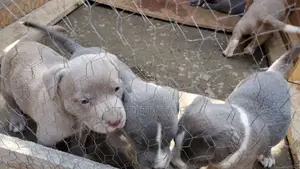1-3 months Male Purebred American Pit Bull Terrier