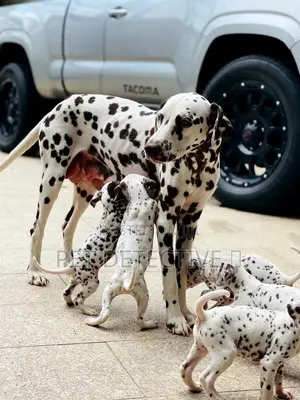1-3 months Male Purebred Great Dane