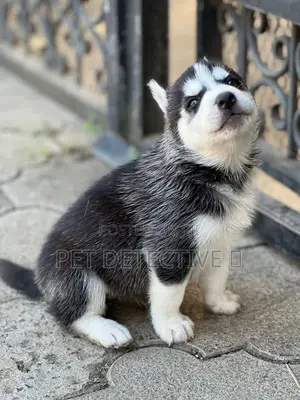 1-3 months Female Purebred Siberian Husky