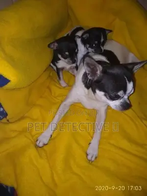 1-3 months Male Purebred Chihuahua