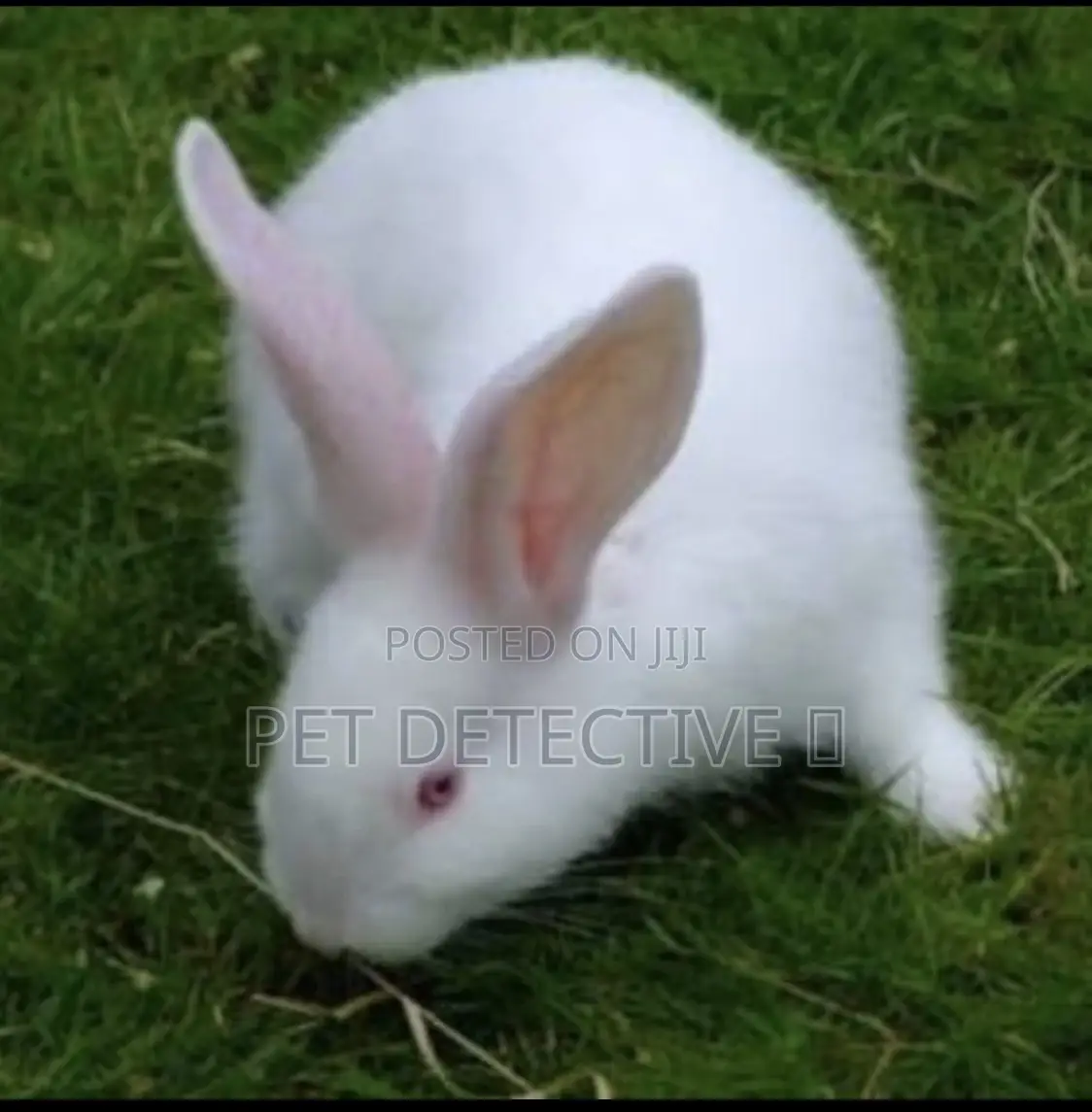 Rabbit Bunny