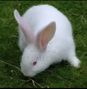 Rabbit Bunny