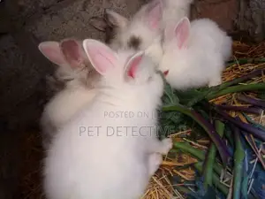 White Rabbit (Bunny) Netherlands