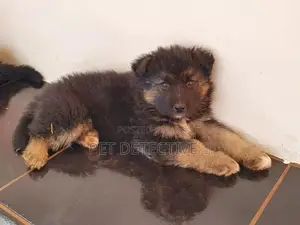 1-3 months Female Purebred German Shepherd