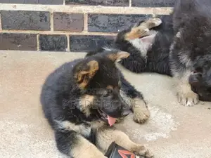 1-3 months Male Purebred German Shepherd