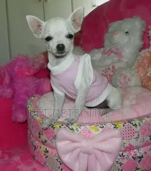 1-3 months Female Purebred Chihuahua