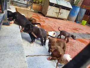 1-3 months Male Purebred American Pit Bull Terrier