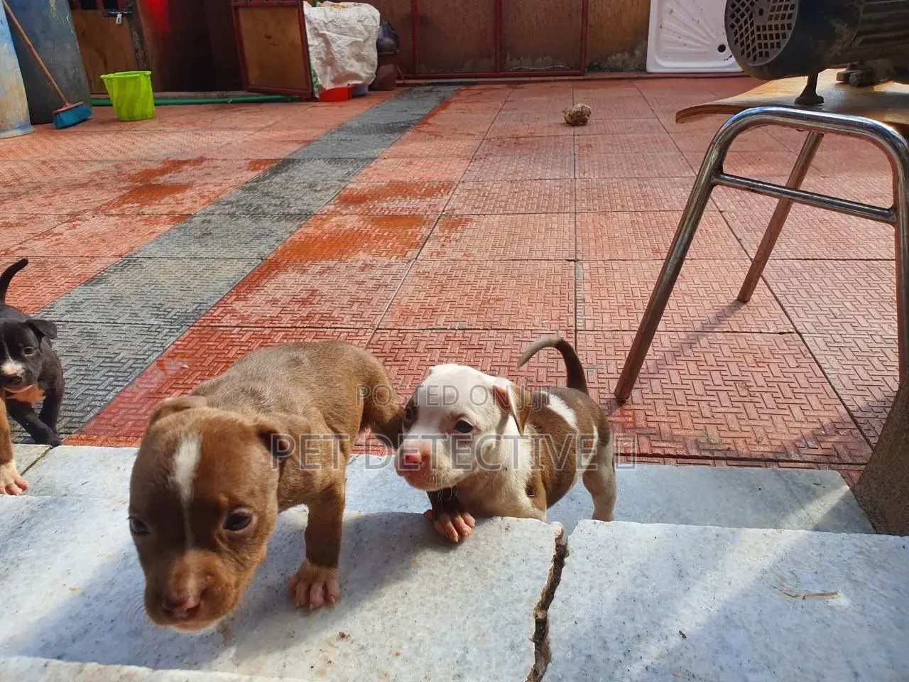 1-3 months Female Purebred American Pit Bull Terrier