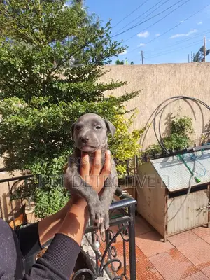 1-3 months Male Purebred American Pit Bull Terrier
