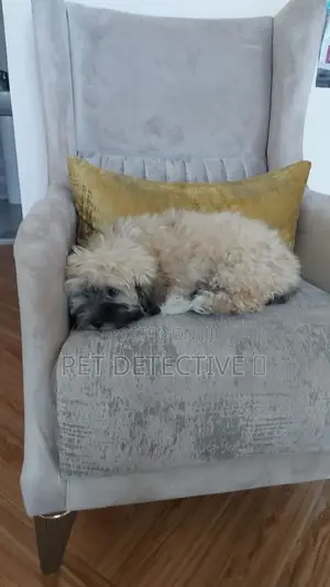 3-6 months Male Purebred Maltese