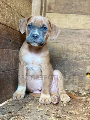 1-3 months Male Purebred American Pit Bull Terrier