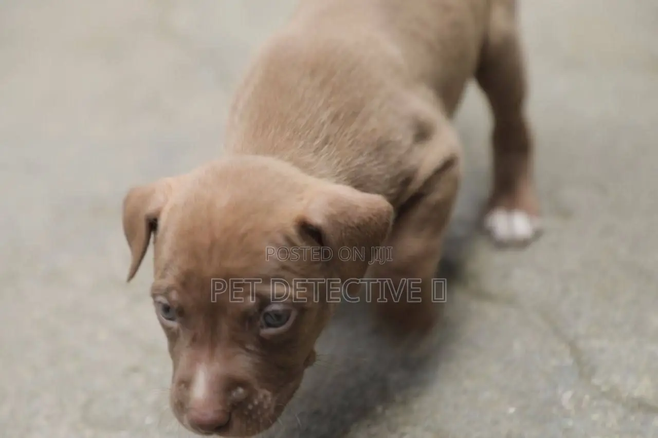 1-3 months Female Purebred American Pit Bull Terrier