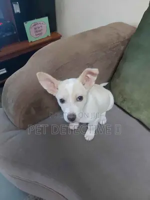 3-6 months Male Purebred Chihuahua