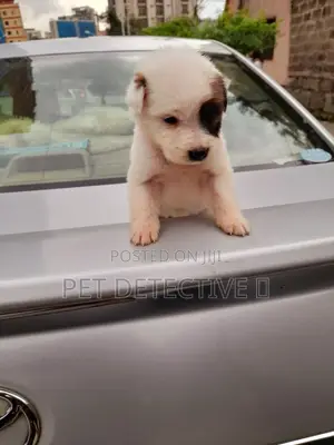 1-3 months Male Purebred Maltese