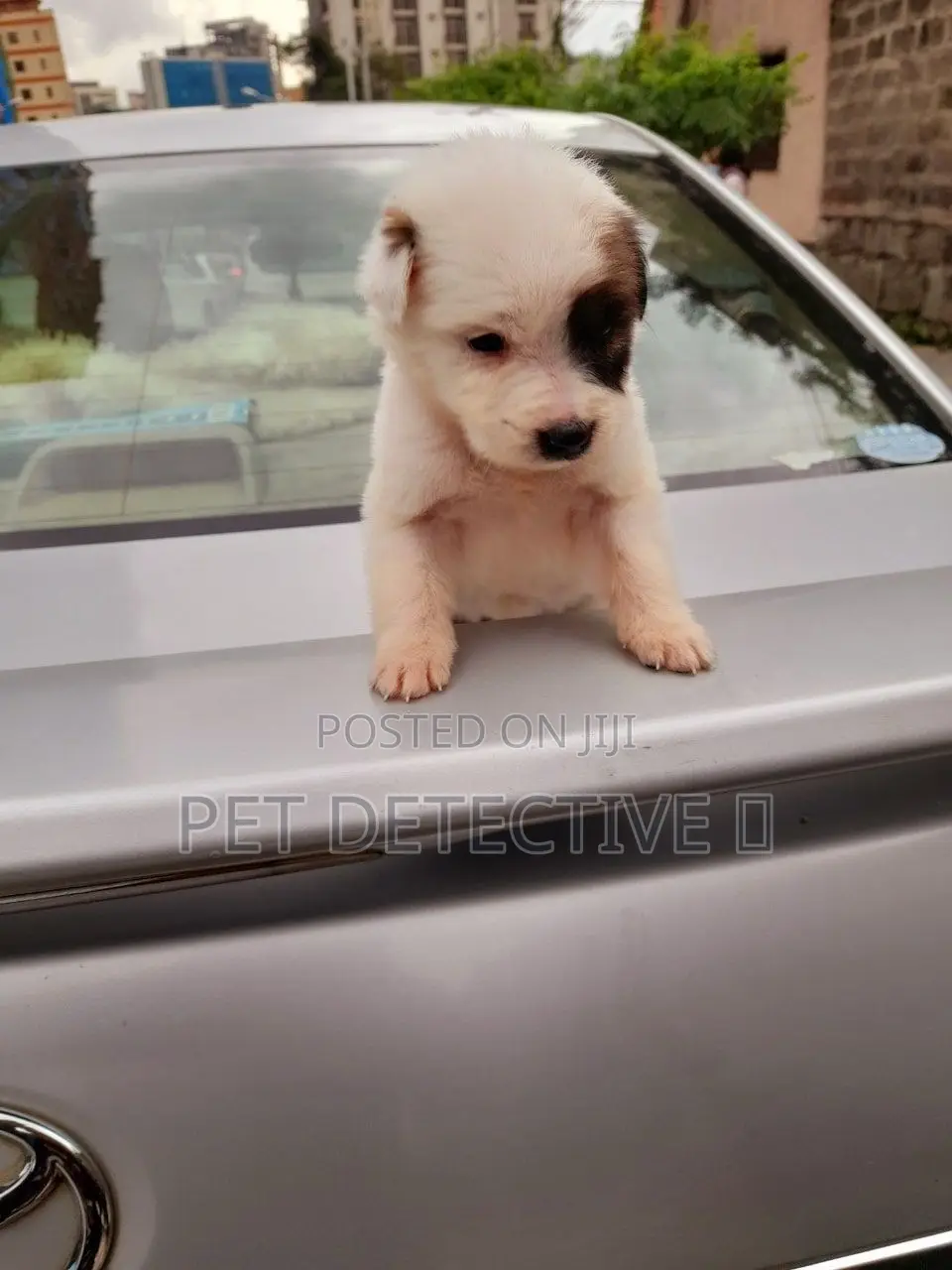 1-3 months Male Purebred Maltese
