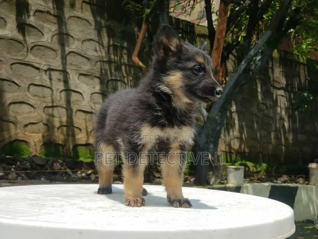 1-3 months Male Purebred German Shepherd
