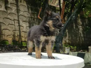1-3 months Male Purebred German Shepherd